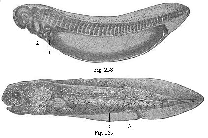 Fig. 258. Young ceratodus, shortly after issuing from the egg. Fig. 259. Young ceratodus six weeks after issuing from the egg.