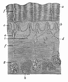 The human skin in vertical section.