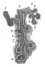 Rudimentary lachrymal glands from a human embryo of four months.