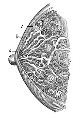 The female breast (mamma) in vertical section.