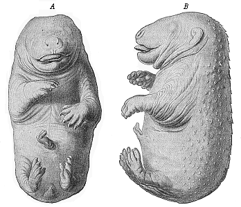Embryo of a bear (Ursus arctos).