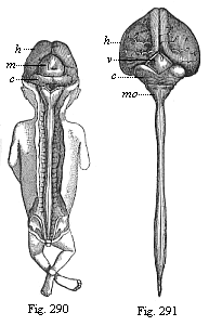 Fig. 290. Human embryo, three months old, from the dorsal side: brain and spinal cord exposed. Fig. 291. Central marrow of a human embryo, four months old, from the back.