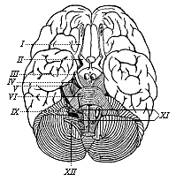 The human brain, seen from below.