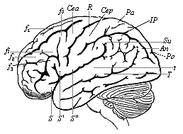 The human brain, seen from the left.