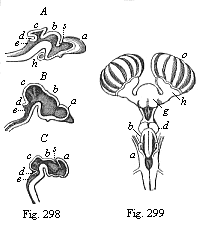Fig. 298. Brain of three craniote embryos in vertical section. Fig. 299. Brain of a shark (Scyllium), back view.