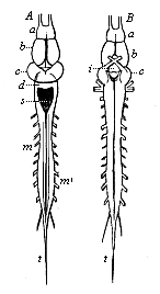 Brain and spinal cord of the frog.