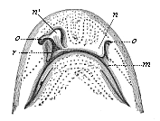 Head of a shark (Scyllium), from the ventral side.