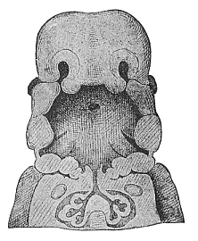Frontal section of the mouth and throat of a human embryo, neck half-inch long.