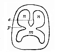 Diagrammatic section of the mouth-nose cavity.