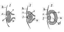 Eye of the chick embryo in longitudinal section (1. from an embryo sixty-five hours old; 2. from a somewhat older embryo; 3. from an embryo four days old).