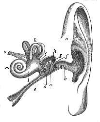 The human ear (left ear, seen from the front).