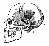 The rudimentary muscles of the ear in the human skull.
