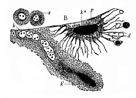 Merocytes of a shark-embryo, rhizopod-like yelk-cells underneath the embryonic cavity (B).