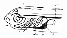Head of a fish-embryo, with rudimentary vascular system, from the left.