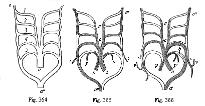 Fig. 364. The five arterial arches of the Craniotes (1 to 5) in their original disposition. Fig. 365. The five arterial arches of the birds; the lighter parts of the structure disappear; only the shaded parts remain. Fig. 366. The five arterial arches of mammals.