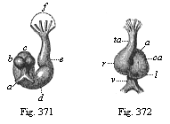 Fig. 371. Heart of a rabbit-embryo, from behind. Fig. 372. Heart of the same embryo (Fig. 371), from the front.