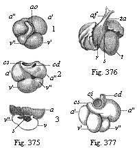 Fig. 375. Heart of a human embryo, four weeks old.
Fig. 376. Heart of a human embryo, six weeks old, front view. Fig. 377. Heart of a human embryo, eight weeks old, back view.