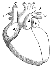 Heart of the adult man, fully developed, front view, natural position.