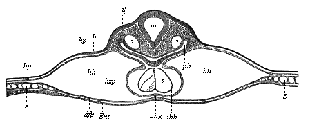 Transverse section of the back of the head of a chick-embryo, forty hours old.