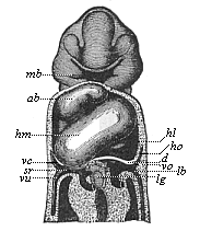 Frontal section of a human embryo, one-twelfth of an inch long in the neck.