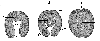 Embryos of Sagitta, in three earlier stages of development.