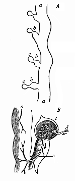 A, Part of the kidneys of Bdellostoma. B Portion of same, highly magnified.