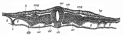 Transverse section of the embryonic shield of a chick, forty-two hours old.