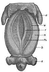Pig-embryo, three-fifths of an inch long, seen from the ventral side.