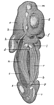 Human embryo of the fifth week, two-fifths of an inch long, seen from the ventral side.