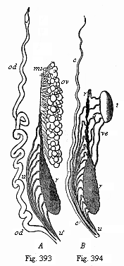 Figs. 393, 394. Urinary and sexual organs of an Amphibian (water salamander or Triton). Fig. 393 of a female, 394 of a male.