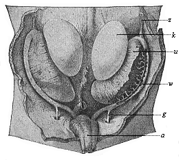 Primitive kidneys and germinal glands of a human embryo, three inches in length (beginning of the sixth week).