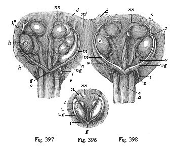 Urinary and sexual organs of ox-embryos.