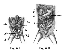Original position of the sexual glands in the ventral cavity of the human embryo (three months old).