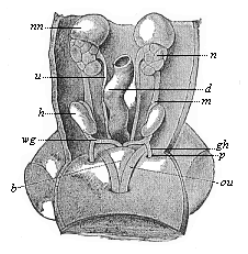 Urogenital system of a human embryo of three inches in length.