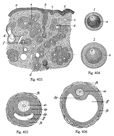 Origin of human ova in the female ovary.