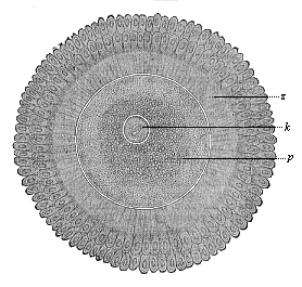 The human ovum after issuing from the Graafian follicle, surrounded by the clinging cells of the discus proligerus (in two radiating crowns).