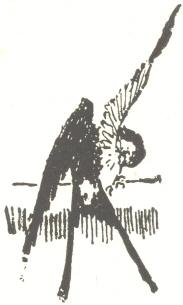 Decorative graphic of bird