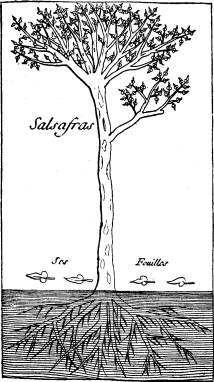 Sassafras (on p. 219)