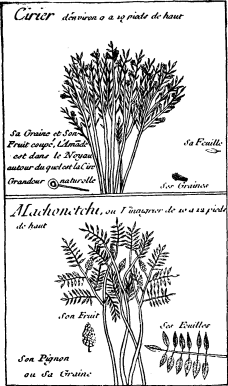 TOP: Myrtle Wax Tree--BOTTOM: Vinegar tree (Acacia or
Locust) (on p. 221)