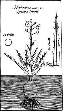 Rattlesnake herb (on p. 236)