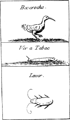 TOP: White Ibis—MIDDLE: Tobacco Worm—BOTTOM: Cock
Roach
