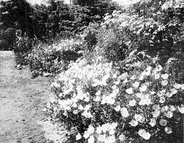 Download Under havet planteskole dekorationer Desktop Wallpaper Free