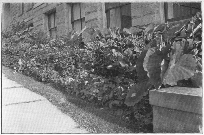 IV. Subtropical bedding
against a building. Caladiums, cannas, abutilons, permanent rhododendrons, and
other large stuff, with tuberous begonias and balsams between.