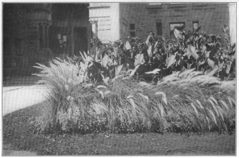 V. A subtropical bed. Center
of cannas, with border of _Pennisetum longistylum_ (a grass) started in late
February or early March.