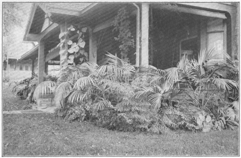 VII. Bedding with palms. If
a bricked-up pit is made about the porch, pot palms may be plunged in it in
spring and pot conifers in winter; and fall bulbs in tin cans (so that the
receptacles will not split with frost) may be plunged among the evergreens.