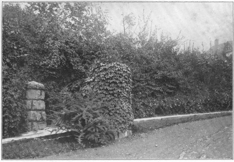 VIII. A well-planted
entrance. Common trees and bushes, with Boston ivy on the post, and _Berberis
Thunbergii_ in front.