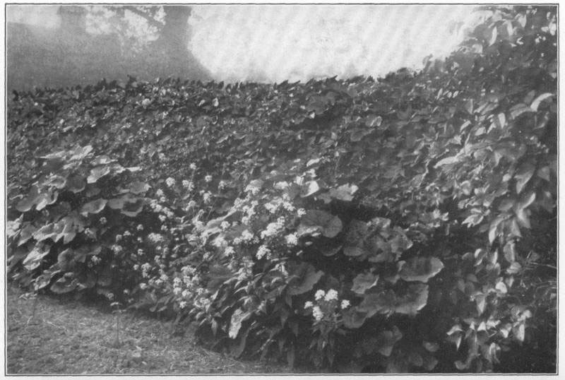 XIV: Virginia creeper
screen, on an old fence, with wall-flowers and hollyhocks in front.