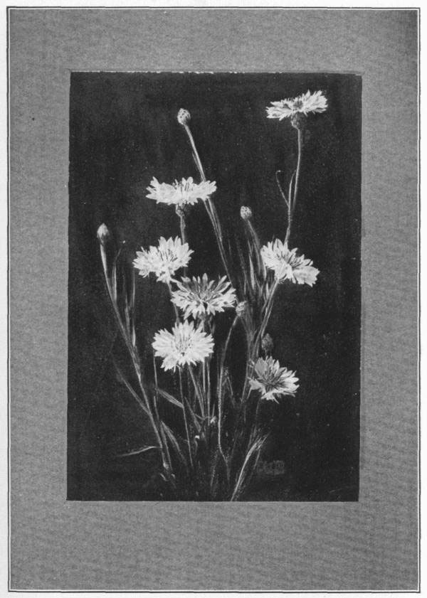 XVIII. Cornflower or bachelor’s button. _Centaurea
Cyanus_.