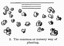 [Illustration: Fig 5. The common or nursery
way of planting]