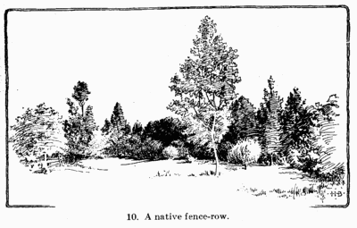[Illustration: Fig. 10 A native fence-row]